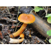 Мицелий Млечника неедкого / Млечник оранжевый (Lactarius mitissimus)